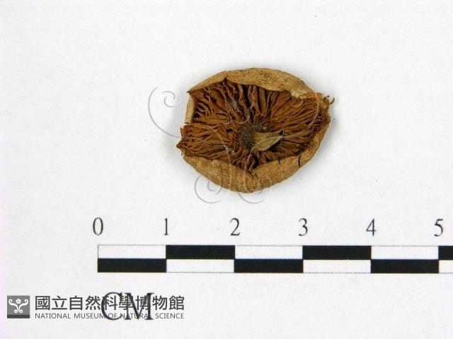 登錄號:F0021969藏品圖，第3張