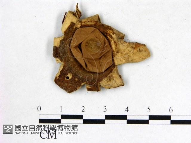 登錄號:F0011969藏品圖，第3張