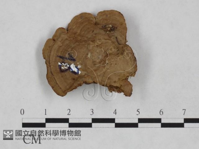 登錄號:F0024969藏品圖，第3張