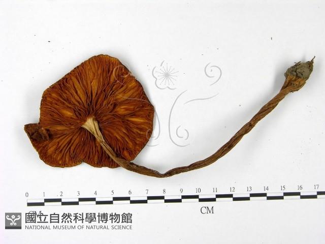 登錄號:F0022969藏品圖，第3張