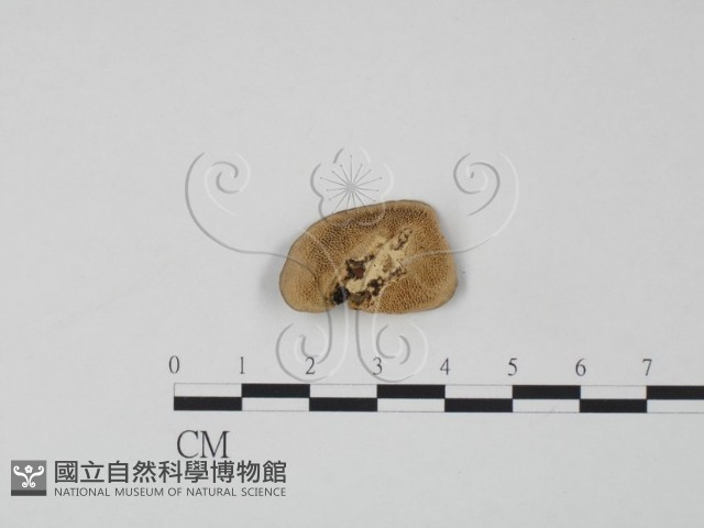 登錄號:F0002969藏品圖，第3張
