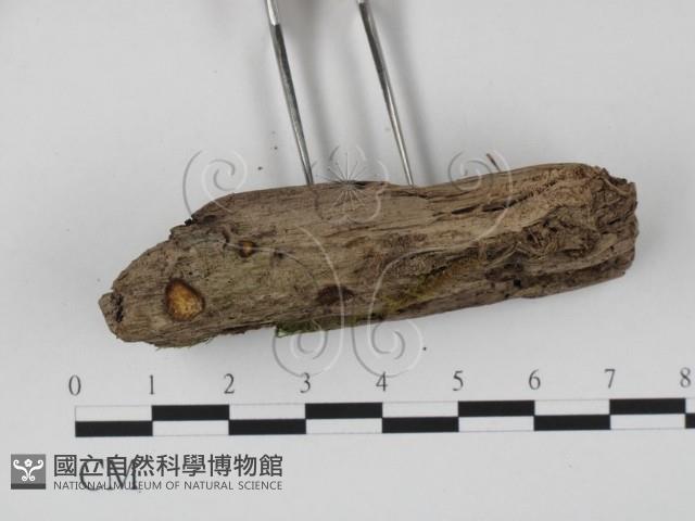 館號:F0017969藏品圖，第3張