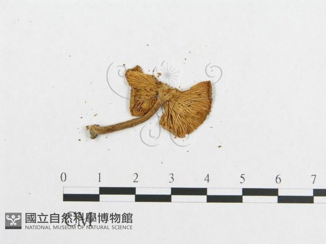 登錄號:F0015969藏品圖，第3張