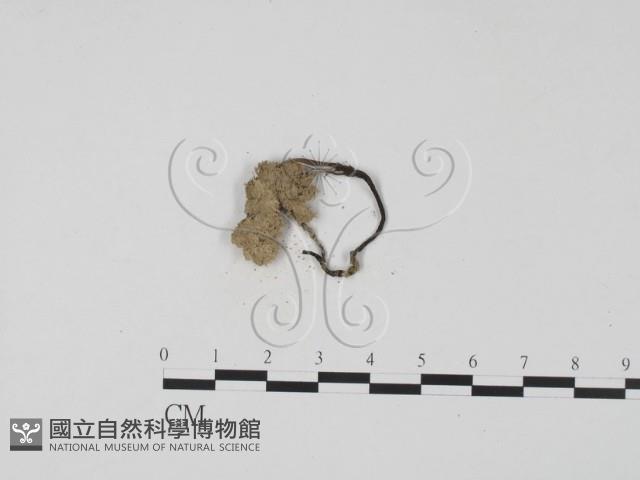 登錄號:F0009969藏品圖，第3張