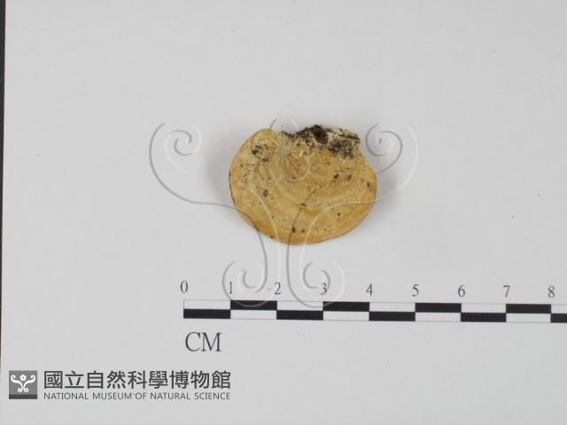 登錄號:F0019969藏品圖，第3張