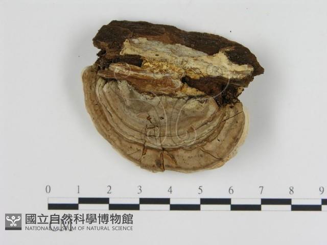 登錄號:F0013969藏品圖，第3張