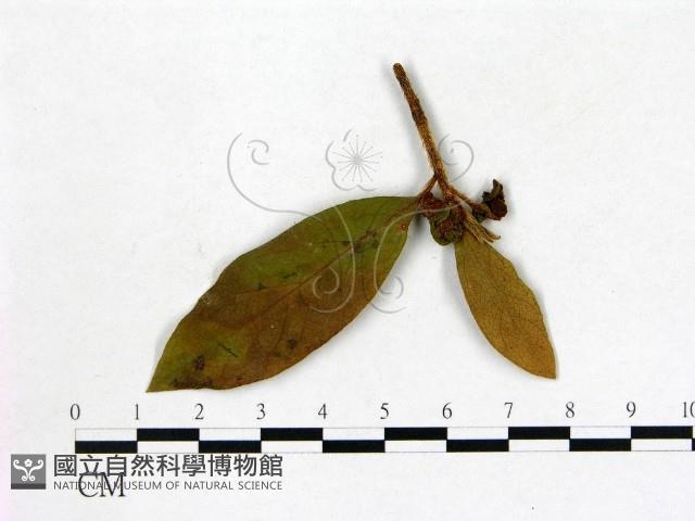 登錄號:F0020669藏品圖，第3張