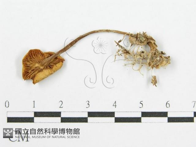 登錄號:F0010669藏品圖，第3張