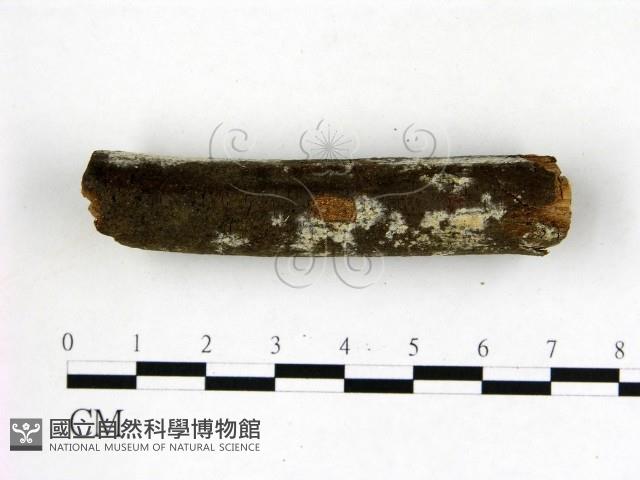 冇骨消絲齒菌藏品圖，第3張