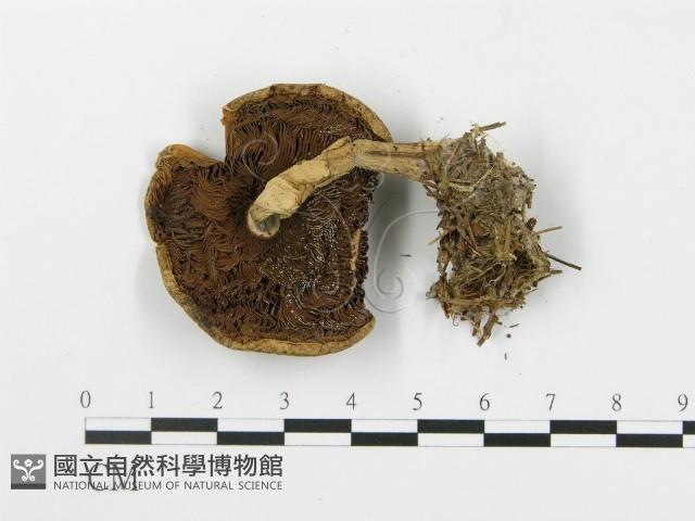 登錄號:F0001669藏品圖，第3張
