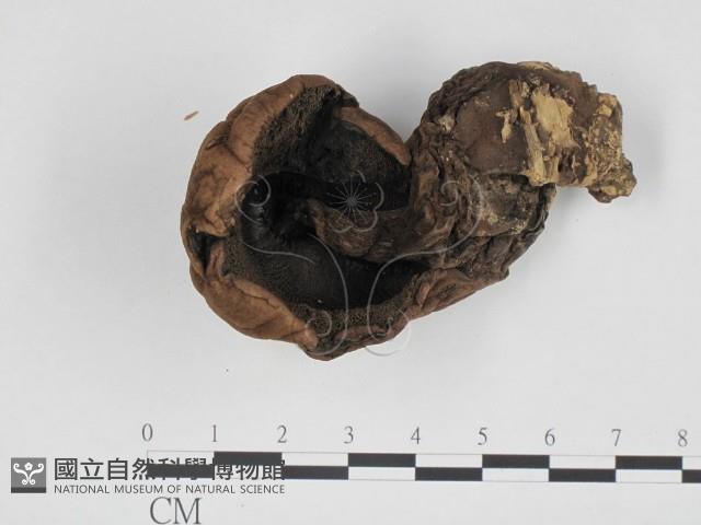 登錄號:F0024669藏品圖，第3張