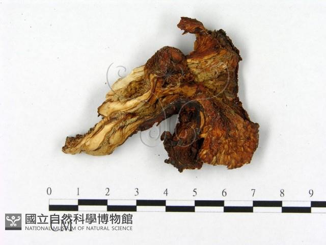 登錄號:F0004669藏品圖，第3張