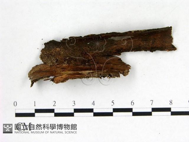 刺革菌屬藏品圖，第3張
