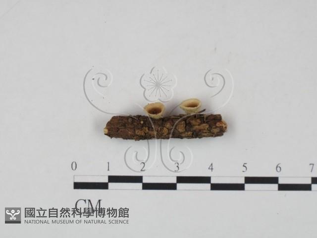 登錄號:F0002669藏品圖，第3張