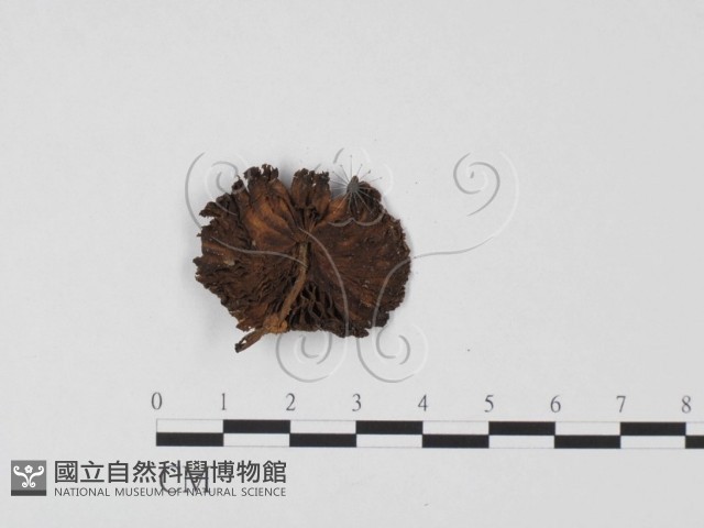 登錄號:F0025669藏品圖，第3張