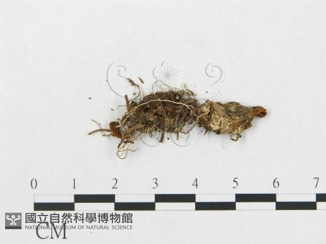 登錄號:F0009669藏品圖，第3張