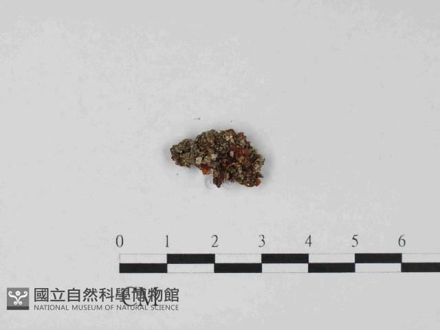 銀耳屬藏品圖，第3張