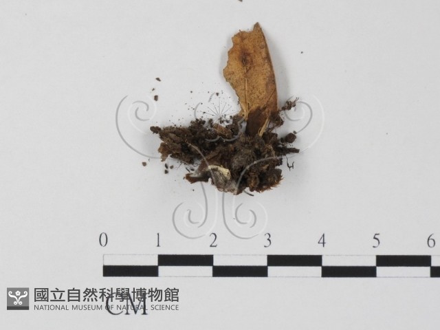 登錄號:F0003669藏品圖，第3張