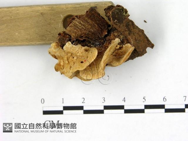 登錄號:F0013669藏品圖，第3張
