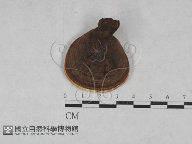 靈芝屬藏品圖，第3張