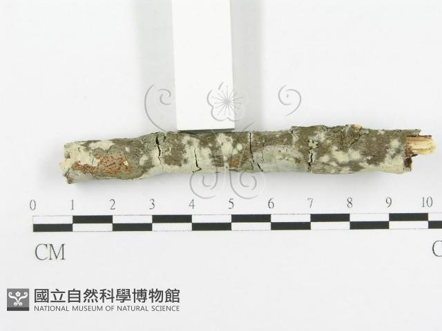 登錄號:F0020469藏品圖，第3張