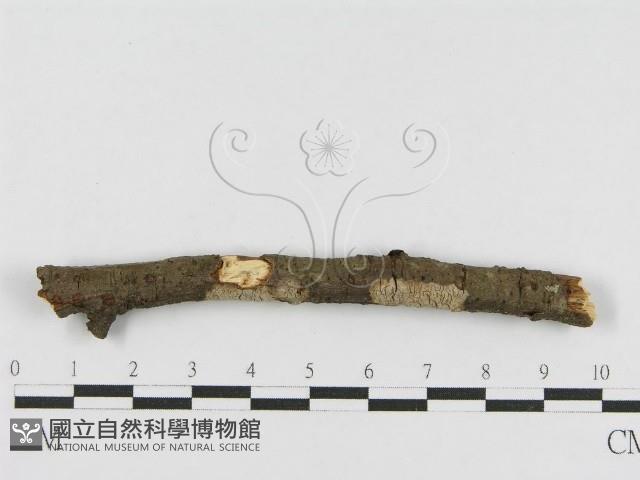 登錄號:F0010469藏品圖，第3張