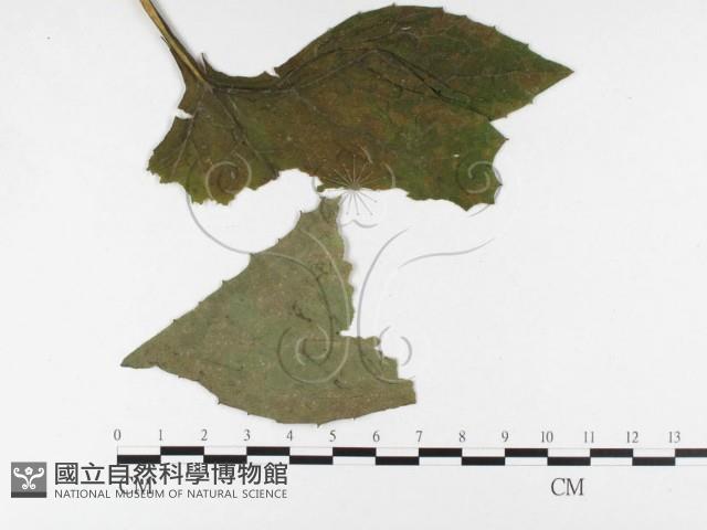 登錄號:F0026469藏品圖，第1張