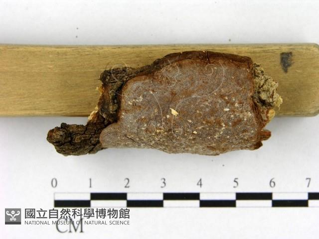 登錄號:F0006469藏品圖，第3張