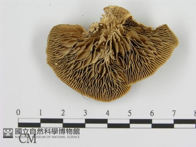 登錄號:F0016469藏品圖，第3張