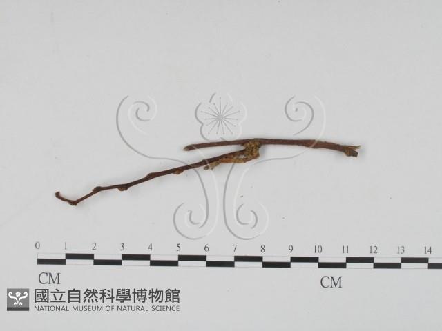 登錄號:F0011469藏品圖，第3張