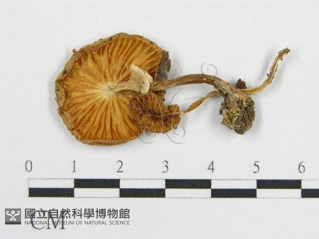 登錄號:F0014469藏品圖，第3張