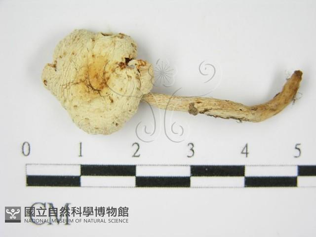 登錄號:F0012469藏品圖，第3張