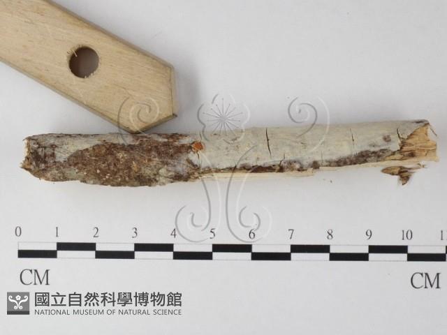 登錄號:F0025469藏品圖，第3張