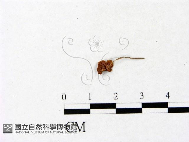 登錄號:F0005469藏品圖，第3張