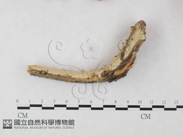 登錄號:F0015469藏品圖，第3張