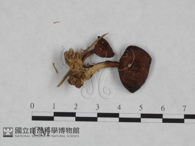 登錄號:F0023469藏品圖，第3張