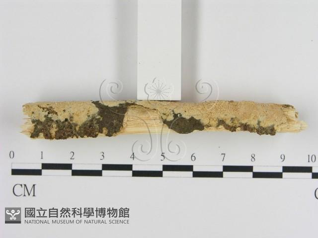 登錄號:F0013469藏品圖，第3張