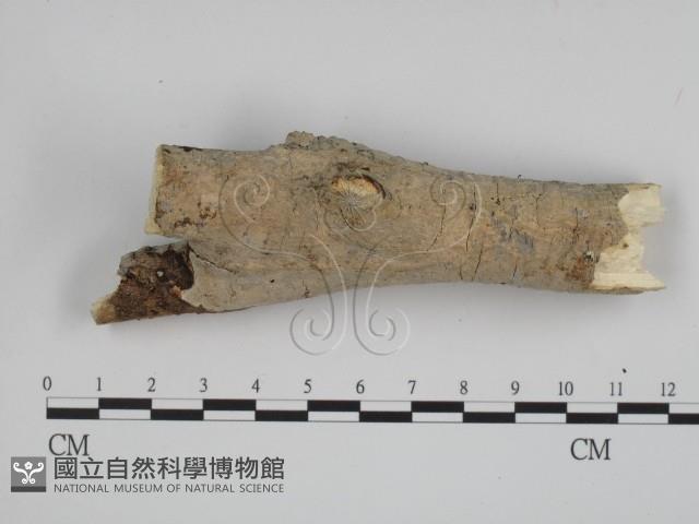 登錄號:F0008769藏品圖，第3張