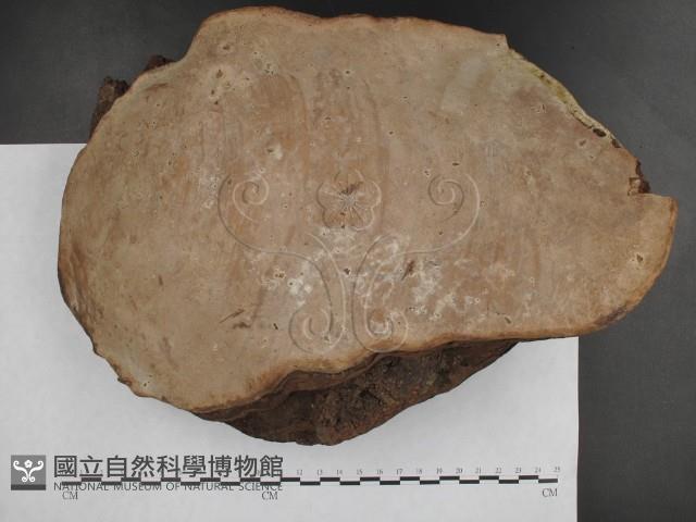 登錄號:F0018769藏品圖，第3張