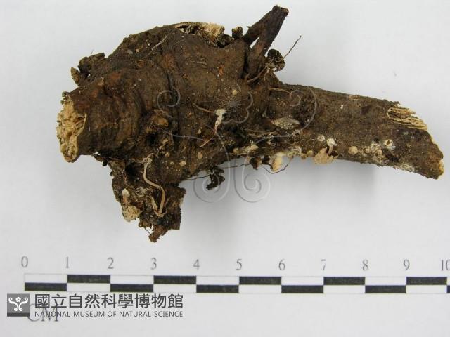 鬼傘屬藏品圖，第3張