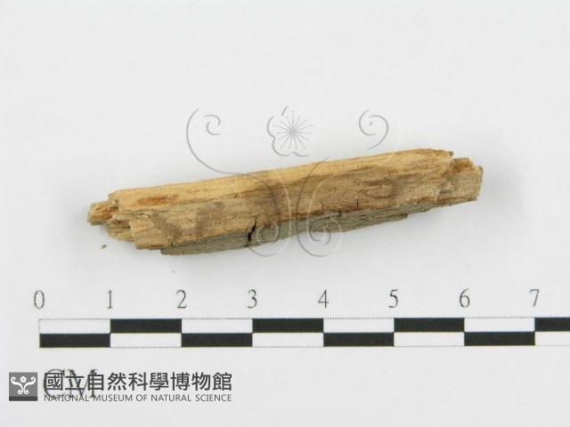 登錄號:F0016769藏品圖，第3張