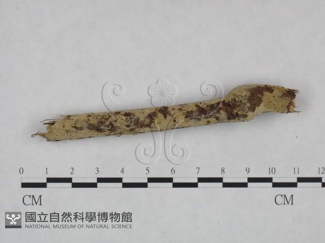 剛毛絲皮菌藏品圖，第3張