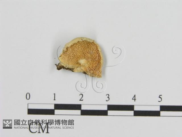 登錄號:F0001769藏品圖，第3張