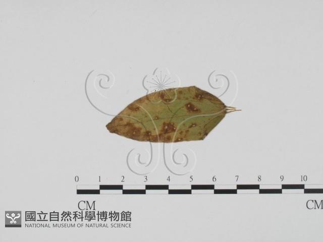 登錄號:F0011769藏品圖，第3張