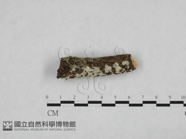 登錄號:F0024769藏品圖，第3張