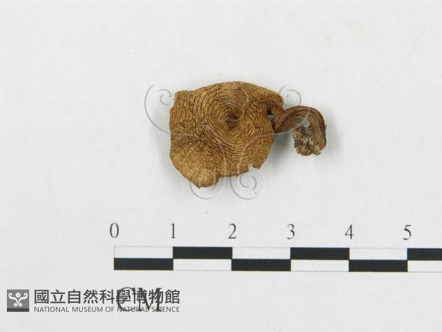 登錄號:F0004769藏品圖，第3張