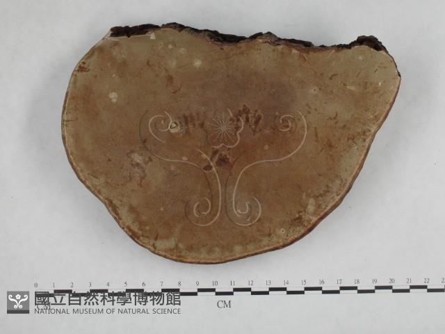 登錄號:F0014769藏品圖，第1張