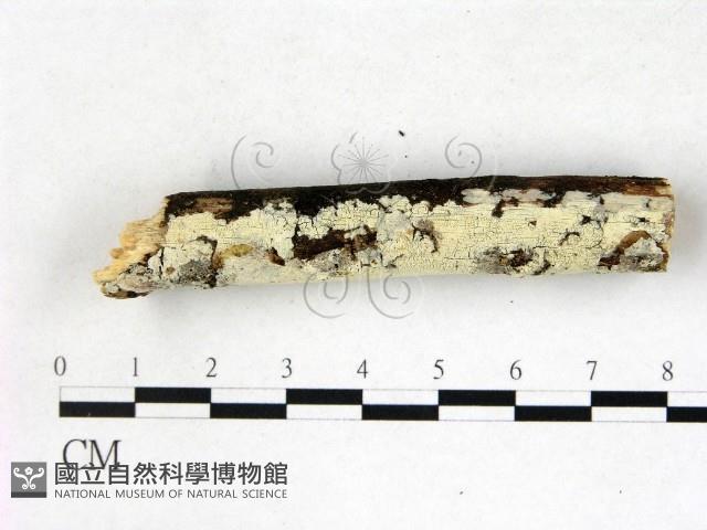 絲齒菌屬藏品圖，第3張