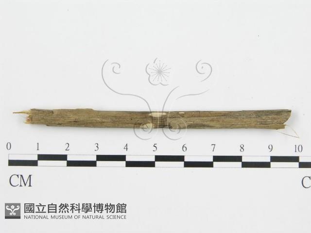 登錄號:F0012769藏品圖，第3張