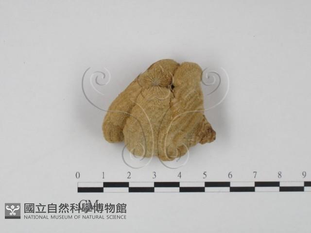 登錄號:F0007769藏品圖，第3張